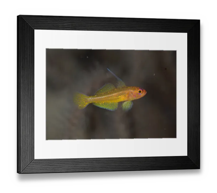 Framed Print : Taylors Dwarfgoby (Trimma taylori) adult, with extended fins, Lembeh Straits, Sulawesi, Sunda Islands, Indonesia Framed Print : Taylors Dwarfgoby (Trimma taylori) adult, with extended fins, Lembeh Straits, Sulawesi, Sunda Islands, Indonesia