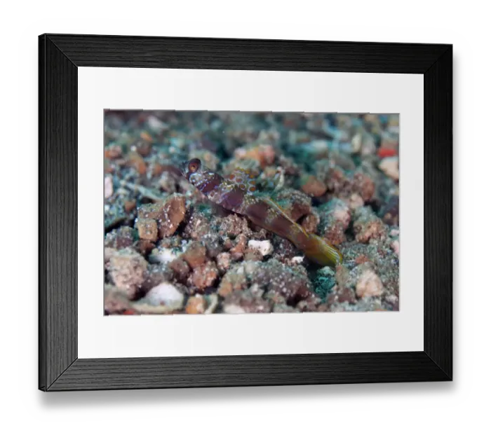 Framed Print : Metallic Shrimpgoby (Amblyeleotris latifasciata) adult, with dorsal fin extended, resting on sand, Lembeh Straits Framed Print : Metallic Shrimpgoby (Amblyeleotris latifasciata) adult, with dorsal fin extended, resting on sand, Lembeh Straits