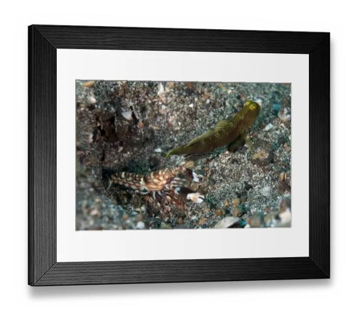Framed Print : Variable Shrimpgoby (Cryptocentrus fasciatus) adult, with Snapping Shrimp (Alpheus sp. ) at burrow entrance in sand Framed Print : Variable Shrimpgoby (Cryptocentrus fasciatus) adult, with Snapping Shrimp (Alpheus sp. ) at burrow entrance in sand