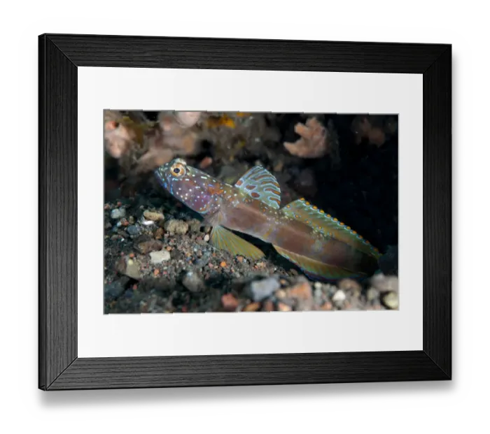 Framed Print : Metallic Shrimpgoby (Amblyeleotris latifasciata) adult, with fin extended, resting on sand, Seraya, Bali Framed Print : Metallic Shrimpgoby (Amblyeleotris latifasciata) adult, with fin extended, resting on sand, Seraya, Bali