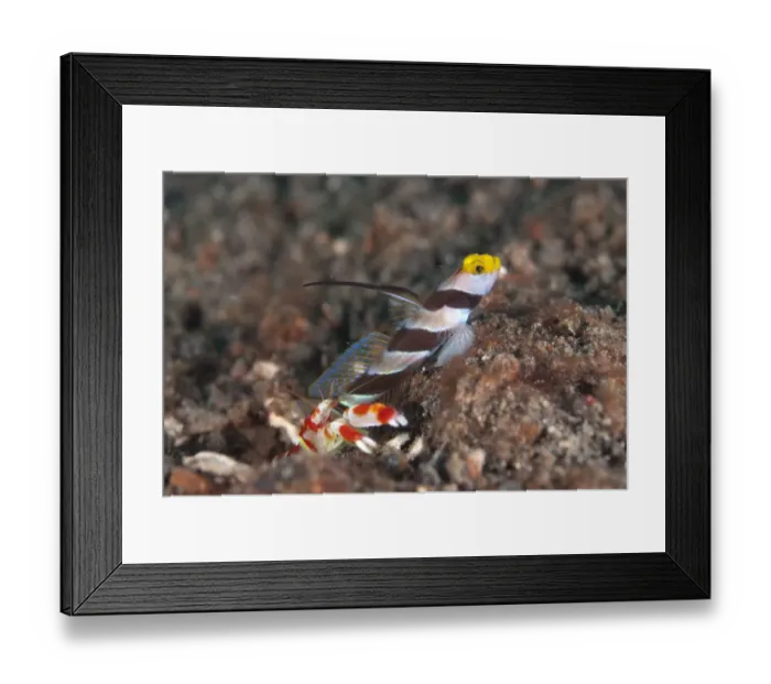 Framed Print : Yellownose Shrimpgoby (Stonogobiops xanthorhinica) adult, with Randalls Snapping Shrimp (Alpheus randalli) Framed Print : Yellownose Shrimpgoby (Stonogobiops xanthorhinica) adult, with Randalls Snapping Shrimp (Alpheus randalli)