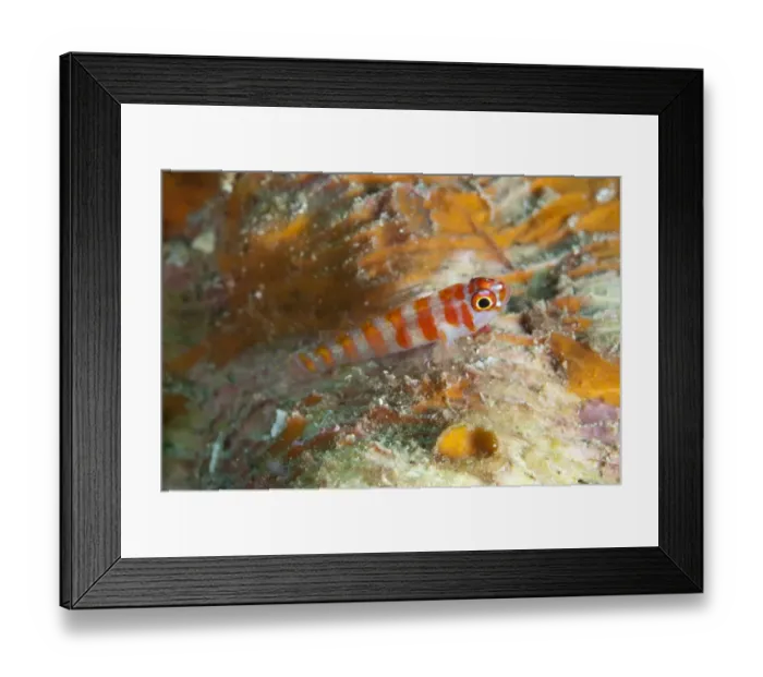 Framed Print : Candycane Dwarfgoby (Trimma cana) adult, Lembeh Straits, Sulawesi, Sunda Islands, Indonesia, June Framed Print : Candycane Dwarfgoby (Trimma cana) adult, Lembeh Straits, Sulawesi, Sunda Islands, Indonesia, June