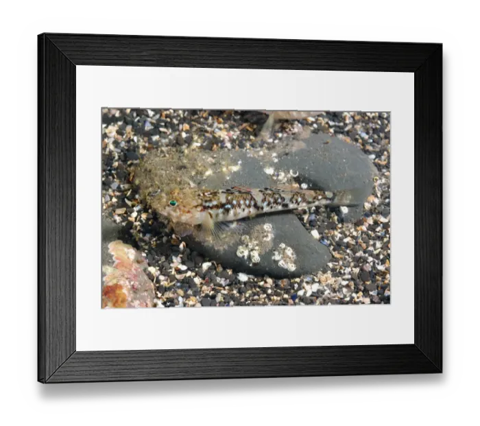 Framed Print : Painted Goby (Pomatoschistus pictus) adult, resting on seabed, Kimmeridge Bay, Isle of Purbeck, Dorset, England, August Framed Print : Painted Goby (Pomatoschistus pictus) adult, resting on seabed, Kimmeridge Bay, Isle of Purbeck, Dorset, England, August