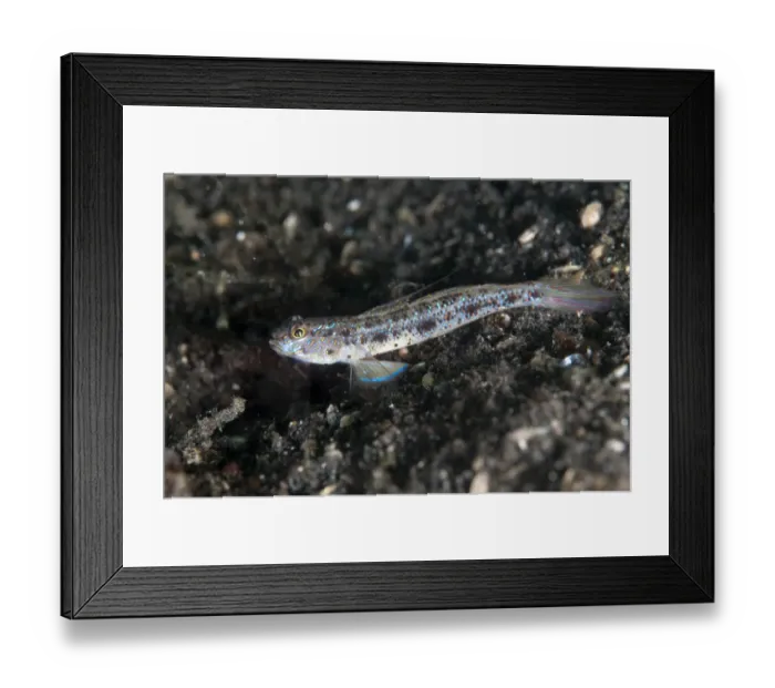 Framed Print : Longjaw Shrimpgoby (Psilogobius prolatus) adult, resting on black sand, Lembeh Straits, Sulawesi, Sunda Islands Framed Print : Longjaw Shrimpgoby (Psilogobius prolatus) adult, resting on black sand, Lembeh Straits, Sulawesi, Sunda Islands