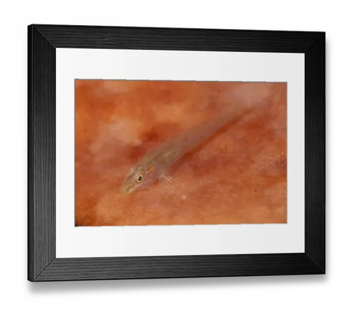 Framed Print : Wolfsnout Goby (Luposicya lupus) adult, resting on sponge, Lembeh Straits, Sulawesi, Sunda Islands, Indonesia Framed Print : Wolfsnout Goby (Luposicya lupus) adult, resting on sponge, Lembeh Straits, Sulawesi, Sunda Islands, Indonesia