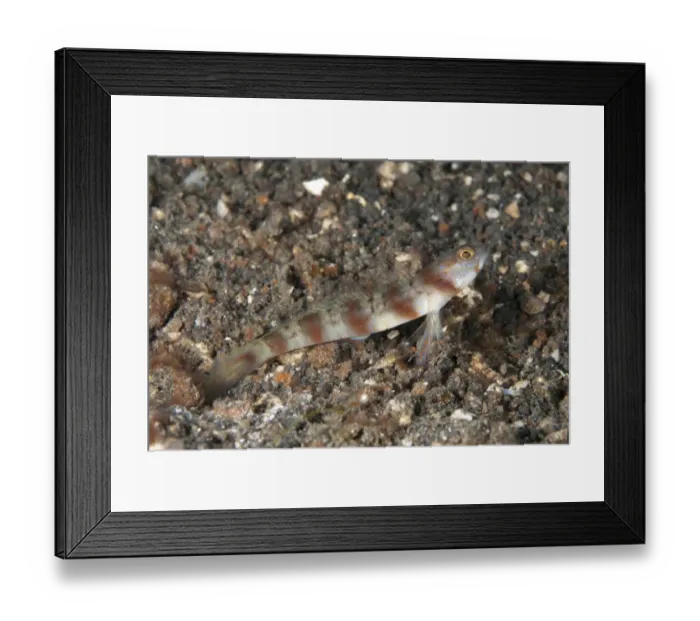 Framed Print : Arcfin Shrimpgoby (Amblyeleotris arcupinna) adult, at hole entrance on black sand, Lembeh Straits, Sulawesi