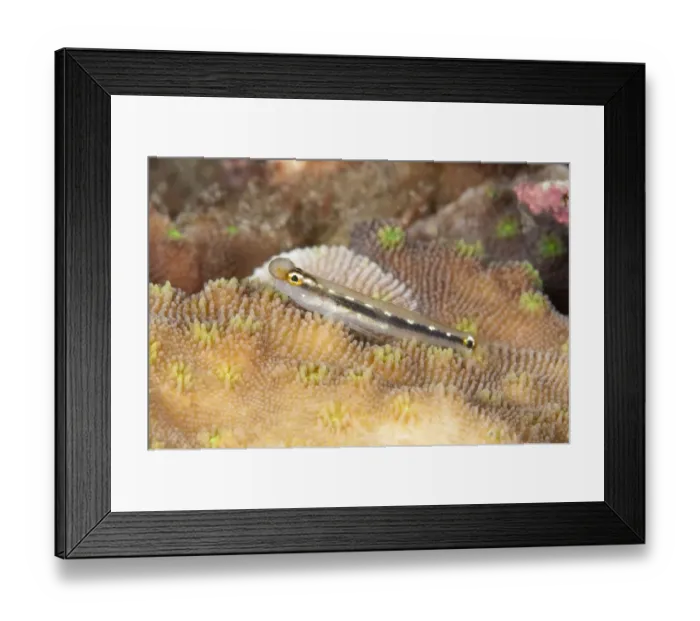 Framed Print : Sebrees Dwarfgoby (Eviota sebreei) adult, with parastitic growth, resting on coral, Lembeh Straits, Sulawesi Framed Print : Sebrees Dwarfgoby (Eviota sebreei) adult, with parastitic growth, resting on coral, Lembeh Straits, Sulawesi