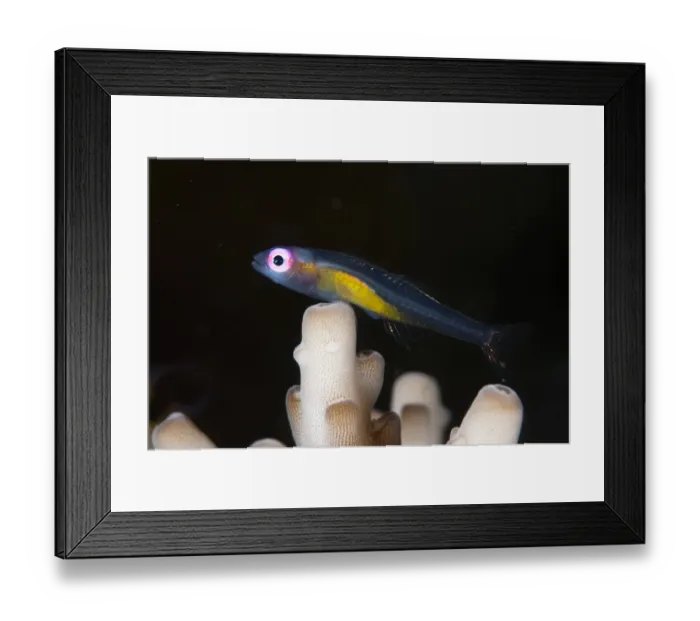 Framed Print : Redeye Hovering Goby (Bryaninops natans) adult, resting on Coral (Acropora sp. ), Lembeh Straits, Sulawesi