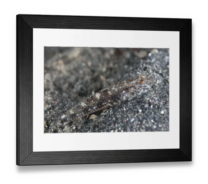 Framed Print : Scalyhead Goby (Hazeus otakii) adult, camouflaged on black sand, Lembeh Straits, Sulawesi, Sunda Islands, Indonesia Framed Print : Scalyhead Goby (Hazeus otakii) adult, camouflaged on black sand, Lembeh Straits, Sulawesi, Sunda Islands, Indonesia