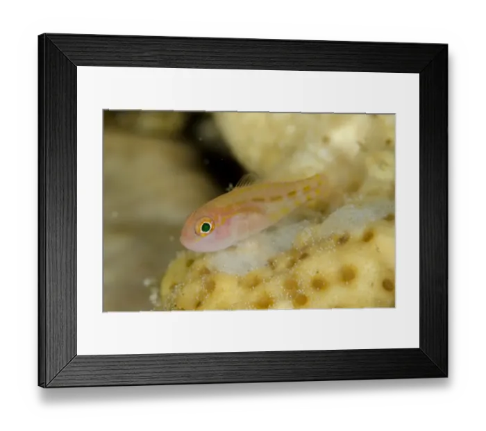 Framed Print : Yanos Dwarfgoby (Trimma yanoi) adult, Tanjung Tutunuuake, Wetar Island, Barat Daya Islands, Lesser Sunda Islands