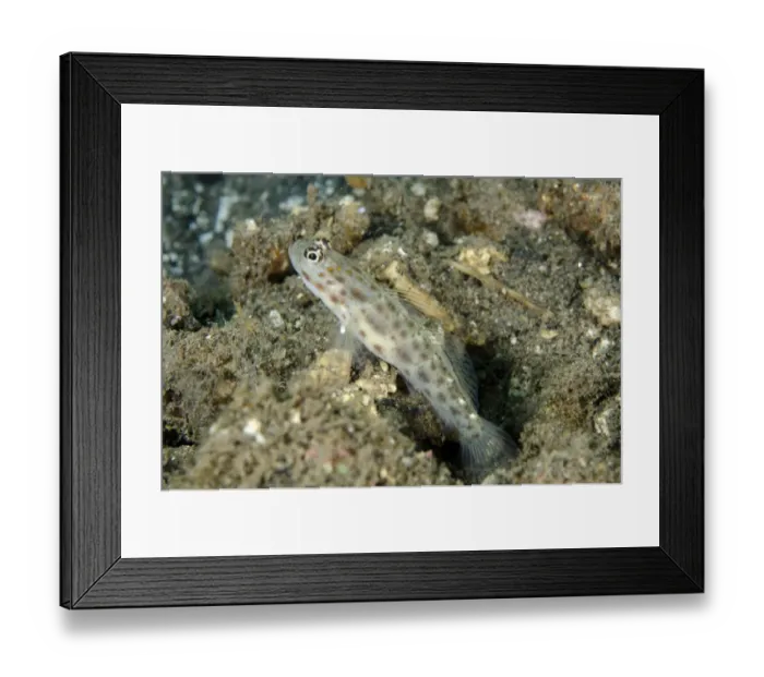 Framed Print : Gold-speckled Shrimpgoby (Ctenogobiops pomastictus) adult, at burrow entrance in sand, Tanjung Gedong, Flores Island Framed Print : Gold-speckled Shrimpgoby (Ctenogobiops pomastictus) adult, at burrow entrance in sand, Tanjung Gedong, Flores Island