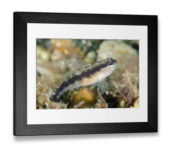 Framed Print : Striped Goby (Asterropteryx striata) adult, Pantar Island, Alor Archipelago, Lesser Sunda Islands, Indonesia, October Framed Print : Striped Goby (Asterropteryx striata) adult, Pantar Island, Alor Archipelago, Lesser Sunda Islands, Indonesia, October