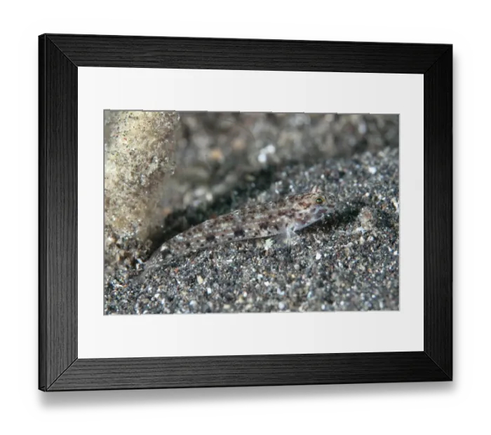 Framed Print : Black-spotted Sandgoby (Istigobius nigroocellatus) adult, camouflaged on black sand, Lembeh Straits, Sulawesi Framed Print : Black-spotted Sandgoby (Istigobius nigroocellatus) adult, camouflaged on black sand, Lembeh Straits, Sulawesi