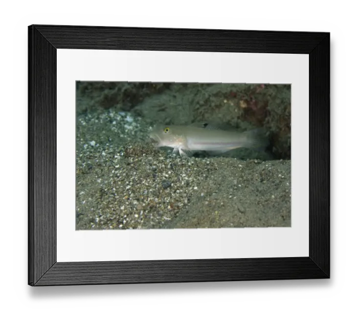 Framed Print : Sixspot Goby (Valenciennea sexguttata) adult, spitting out sand excavated from burrow, Tanjung Gedong, Flores Island