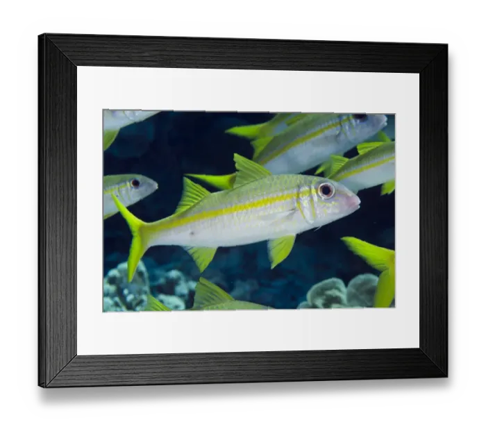 Framed Print : Yellowfin Goatfish (Mulloidichthys vanicolensis) adults, shoal swimming, Nyata Island, Barat Daya Islands Framed Print : Yellowfin Goatfish (Mulloidichthys vanicolensis) adults, shoal swimming, Nyata Island, Barat Daya Islands