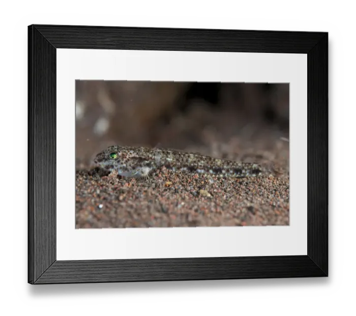 Framed Print : Reticulate Sandgoby (Istigobius spence) adult, resting on sand, Seraya, Bali, Lesser Sunda Islands, Indonesia, December Framed Print : Reticulate Sandgoby (Istigobius spence) adult, resting on sand, Seraya, Bali, Lesser Sunda Islands, Indonesia, December