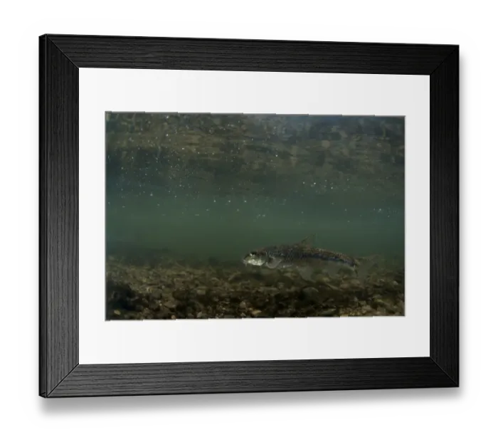Framed Print : Gudgeon (Gobio gobio) adult, swimming in river, River Greet, Nottinghamshire, England, March