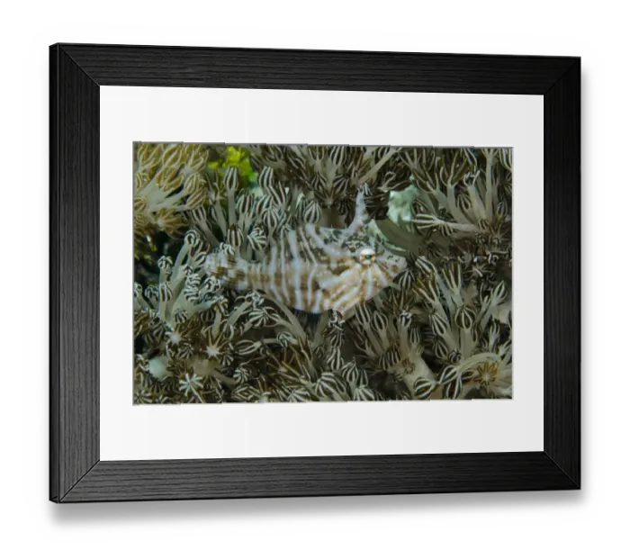 Framed Print : Radial Filefish (Acreichthys radiatus) adult, camouflaged in xeniid soft coral, Reta Island, Alor Archipelago Framed Print : Radial Filefish (Acreichthys radiatus) adult, camouflaged in xeniid soft coral, Reta Island, Alor Archipelago