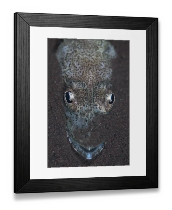 Framed Print : Welanders Flathead (Rogadius welanderi) adult, close-up of head, resting on sand, Seraya, Bali, Lesser Sunda Islands Framed Print : Welanders Flathead (Rogadius welanderi) adult, close-up of head, resting on sand, Seraya, Bali, Lesser Sunda Islands