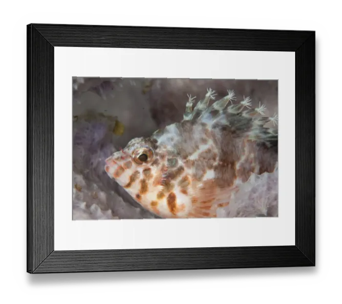 Framed Print : Threadfin Hawkfish (Cirrhitichthys aprinus) adult, close-up of head, resting on sponge, Lembeh Straits, Sulawesi Framed Print : Threadfin Hawkfish (Cirrhitichthys aprinus) adult, close-up of head, resting on sponge, Lembeh Straits, Sulawesi