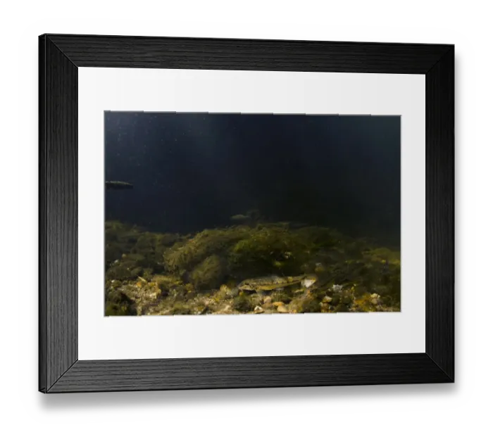 Framed Print : Gudgeon (Gobio gobio) adults, shoal feeding on riverbed in river habitat, River Greet, Nottinghamshire, England, August Framed Print : Gudgeon (Gobio gobio) adults, shoal feeding on riverbed in river habitat, River Greet, Nottinghamshire, England, August