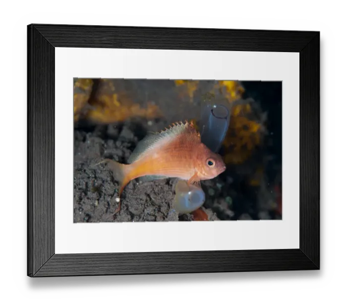 Framed Print : Lyretail Hawkfish (Cyprinocirrhites polyactis) adult, resting beside sea-squirts, Seraya, Bali, Lesser Sunda Islands Framed Print : Lyretail Hawkfish (Cyprinocirrhites polyactis) adult, resting beside sea-squirts, Seraya, Bali, Lesser Sunda Islands