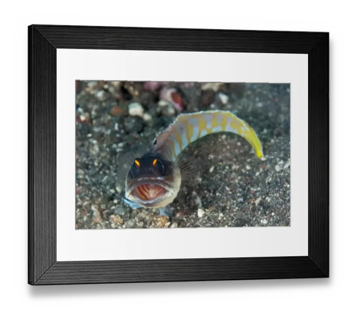 Framed Print : Gold-specs Jawfish (Opistognathus randalli) adult, opening mouth, resting on sand, Seraya, Bali, Lesser Sunda Islands Framed Print : Gold-specs Jawfish (Opistognathus randalli) adult, opening mouth, resting on sand, Seraya, Bali, Lesser Sunda Islands
