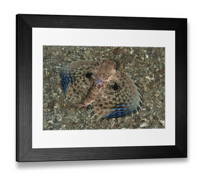 Framed Print : Oriental Flying Gurnard (Dactyloptena orientalis) adult, displaying pectoral fins in defensive posture, Lembeh Straits Framed Print : Oriental Flying Gurnard (Dactyloptena orientalis) adult, displaying pectoral fins in defensive posture, Lembeh Straits