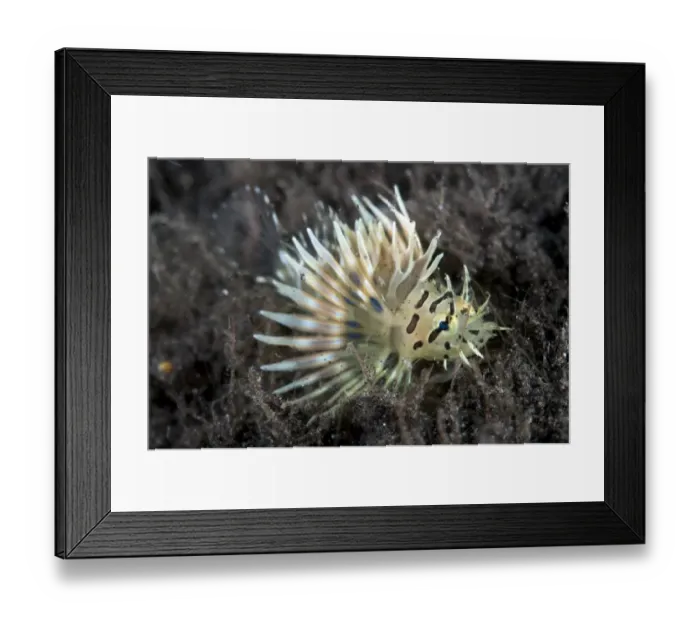 Framed Print : Spotfin Lionfish (Pterois antennata) juvenile, Lembeh Straits, Sulawesi, Sunda Islands, Indonesia, September Framed Print : Spotfin Lionfish (Pterois antennata) juvenile, Lembeh Straits, Sulawesi, Sunda Islands, Indonesia, September