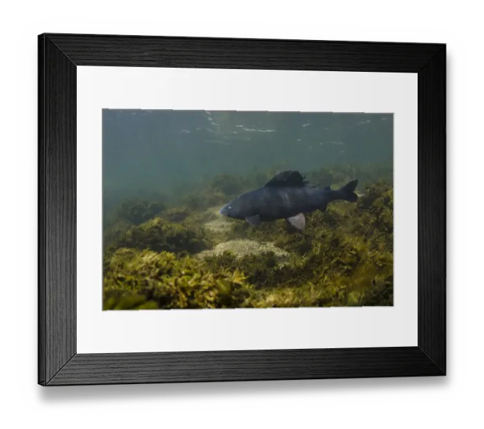 Framed Print : Grayling (Thymallus thymallus) adult male, swimming in river, River Derwent, Derbyshire, England, May
