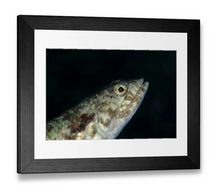 Framed Print : Varigated Lizardfish (Synodus variegatus) adult, close-up of head, Lembeh Straits, Sulawesi, Sunda Islands, Indonesia Framed Print : Varigated Lizardfish (Synodus variegatus) adult, close-up of head, Lembeh Straits, Sulawesi, Sunda Islands, Indonesia