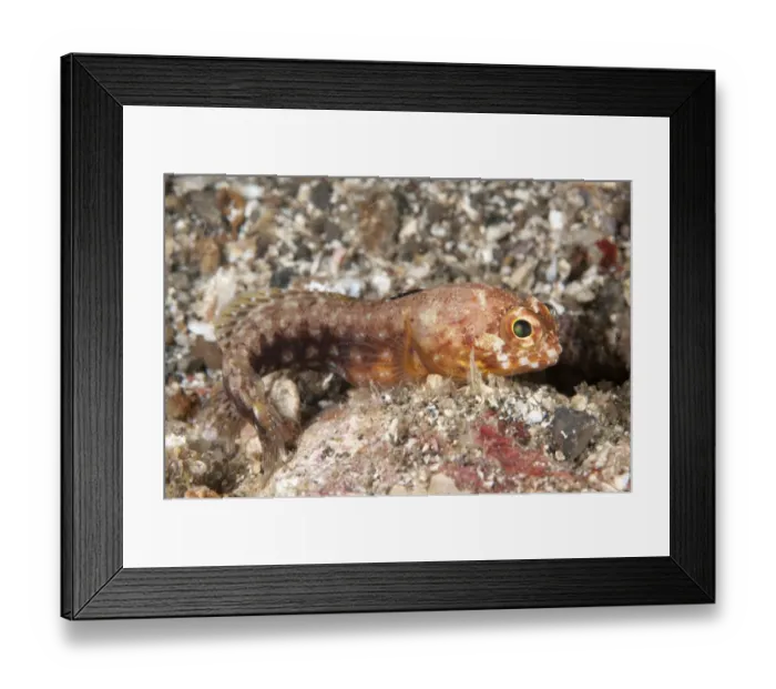 Framed Print : Solar Jawfish (Opistognathus solorensis) adult, on black sand at night, Lembeh Straits, Sulawesi, Sunda Islands Framed Print : Solar Jawfish (Opistognathus solorensis) adult, on black sand at night, Lembeh Straits, Sulawesi, Sunda Islands