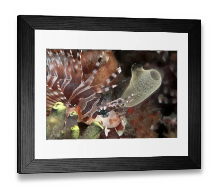 Framed Print : Zebra Lionfish (Dendrochirus zebra) adult, close-up of head, beside Sea-squirt (Rhopalaea sp. ), Lembeh Straits