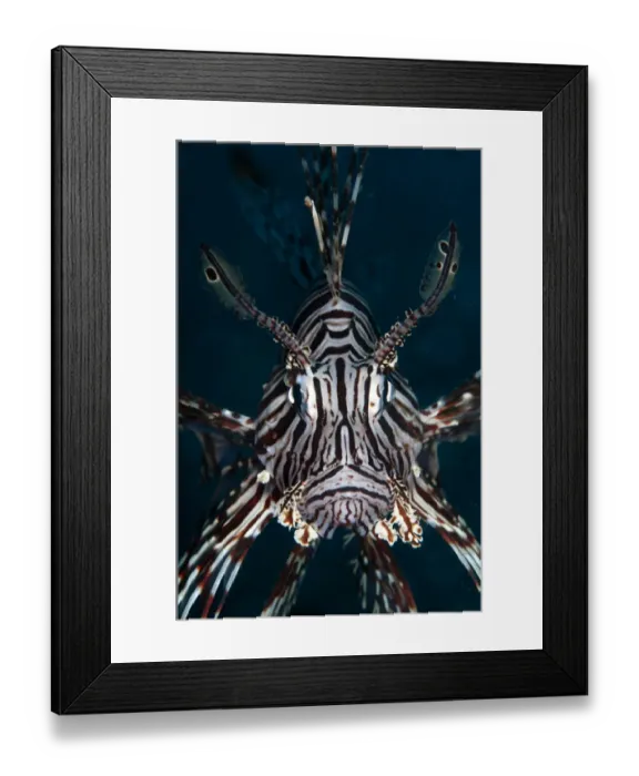 Framed Print : Red Lionfish (Pterois volitans) adult, close-up of head, Lembeh Straits, Sulawesi, Sunda Islands, Indonesia, September Framed Print : Red Lionfish (Pterois volitans) adult, close-up of head, Lembeh Straits, Sulawesi, Sunda Islands, Indonesia, September