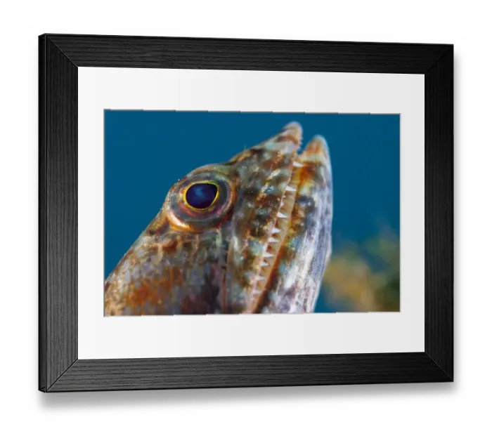 Framed Print : Varigated Lizardfish (Synodus variegatus) adult, close-up of head, Lembeh Straits, Sulawesi, Sunda Islands, Indonesia Framed Print : Varigated Lizardfish (Synodus variegatus) adult, close-up of head, Lembeh Straits, Sulawesi, Sunda Islands, Indonesia