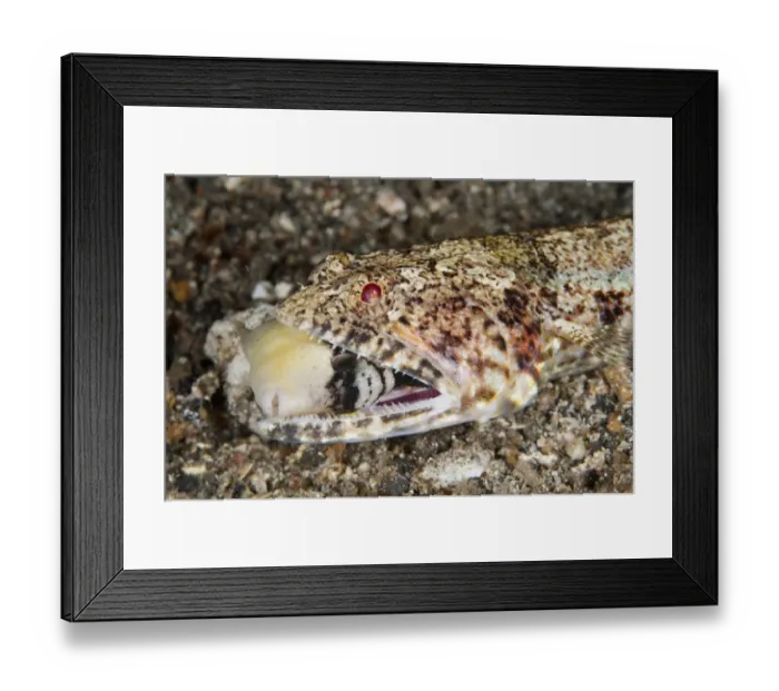 Framed Print : Clearfin Lizardfish (Synodus dermatogenys) adult, close-up of head, with Yellowmargin Triggerfish Framed Print : Clearfin Lizardfish (Synodus dermatogenys) adult, close-up of head, with Yellowmargin Triggerfish