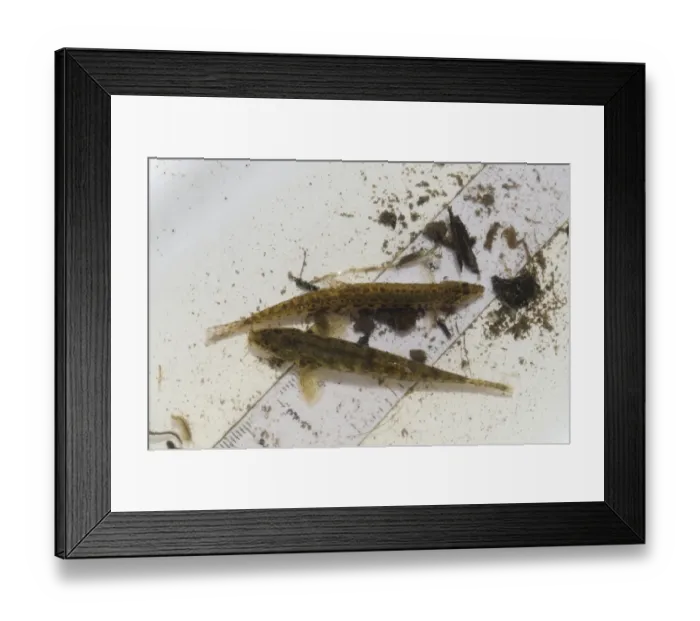 Framed Print : Spined Loach (Cobitis taenia) and (Noemacheilus barbatulus) adults, on ruler in tray during Environment Agency river Framed Print : Spined Loach (Cobitis taenia) and (Noemacheilus barbatulus) adults, on ruler in tray during Environment Agency river