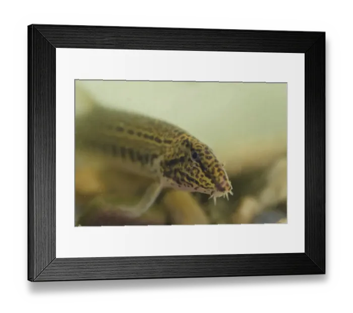 Framed Print : Spined Loach (Cobitis taenia) adult, swimming over gravel, River Trent, Nottinghamshire, England, August (controlled) Framed Print : Spined Loach (Cobitis taenia) adult, swimming over gravel, River Trent, Nottinghamshire, England, August (controlled)