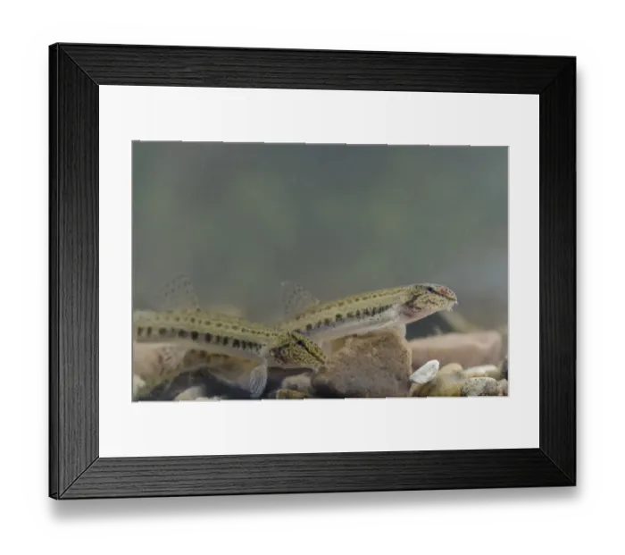Framed Print : Spined Loach (Cobitis taenia) adult pair, swimming over gravel, River Trent, Nottinghamshire, England Framed Print : Spined Loach (Cobitis taenia) adult pair, swimming over gravel, River Trent, Nottinghamshire, England