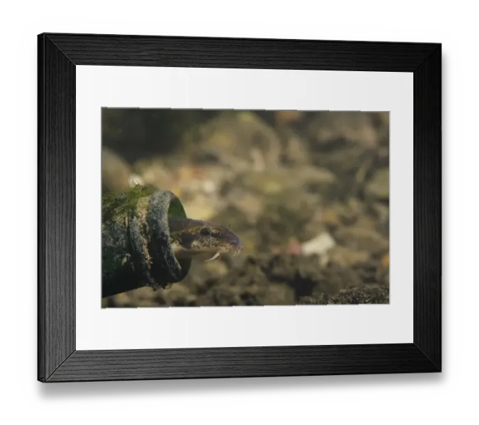Framed Print : Stone Loach (Noemacheilus barbatulus) adult, sheltering in glass bottle on riverbed, River Trent, Nottingham
