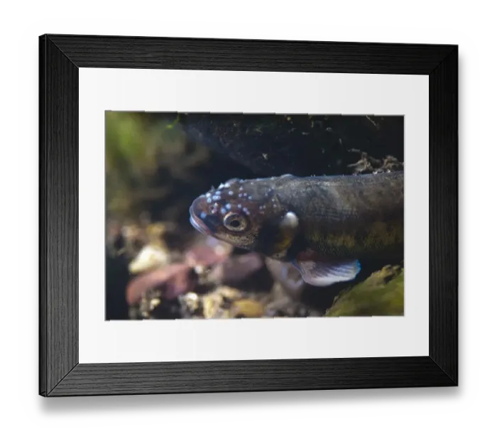 Framed Print : Common Minnow (Phoxinus phoxinus) adult male, in breeding colours, close-up of head with tubercles, River Witham Framed Print : Common Minnow (Phoxinus phoxinus) adult male, in breeding colours, close-up of head with tubercles, River Witham