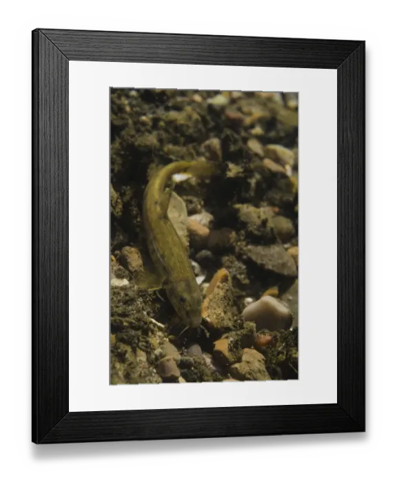 Framed Print : Stone Loach (Noemacheilus barbatulus) adult, on gravel riverbed, River Witham, Lincolnshire, England, April