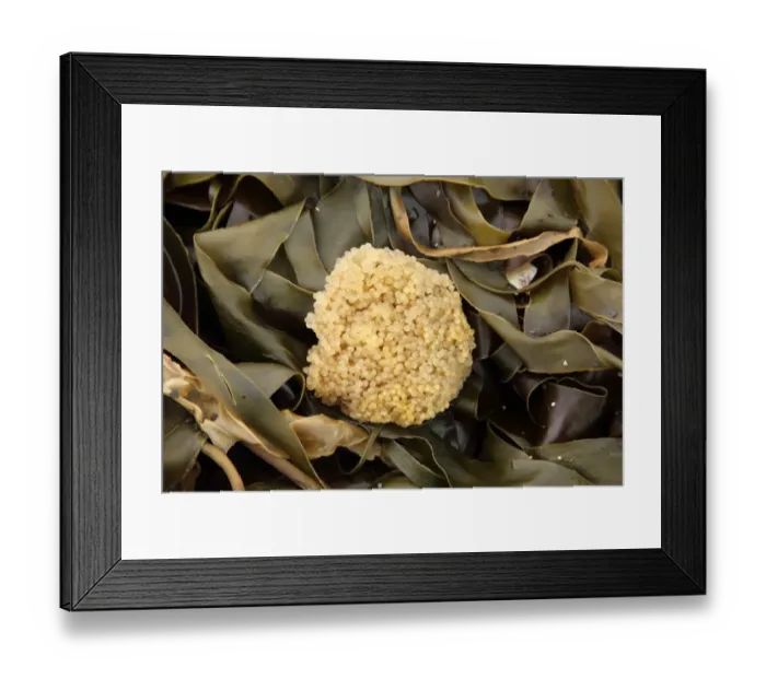 Framed Print : Lumpsucker (Cyclopterus lumpus) eggs, washed up on beach strandline, Kimmeridge, Isle of Purbeck, Dorset, England Framed Print : Lumpsucker (Cyclopterus lumpus) eggs, washed up on beach strandline, Kimmeridge, Isle of Purbeck, Dorset, England