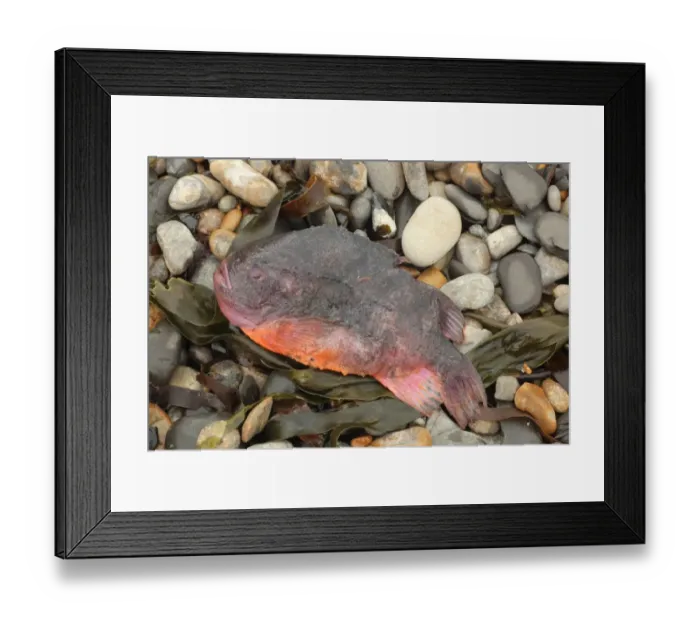 Framed Print : Lumpsucker (Cyclopterus lumpus) dead adult, washed up on beach strandline, Kimmeridge, Isle of Purbeck, Dorset Framed Print : Lumpsucker (Cyclopterus lumpus) dead adult, washed up on beach strandline, Kimmeridge, Isle of Purbeck, Dorset