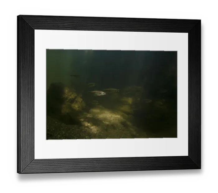 Framed Print : Common Minnow (Phoxinus phoxinus) adults, shoal swimming through dappled sunlight in river habitat, Nottinghamshire Framed Print : Common Minnow (Phoxinus phoxinus) adults, shoal swimming through dappled sunlight in river habitat, Nottinghamshire