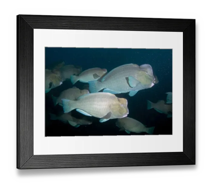 Framed Print : Bumphead Parrotfish (Bolbometopon muricatum) adults, shoal swimming beside shipwreck Framed Print : Bumphead Parrotfish (Bolbometopon muricatum) adults, shoal swimming beside shipwreck