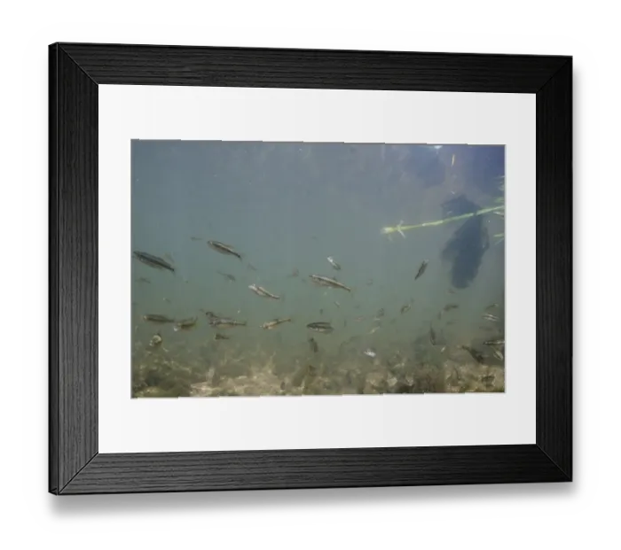 Framed Print : Common Minnow (Phoxinus phoxinus) shoal, swimming in river habitat, River Trent, Nottingham, Nottinghamshire, England Framed Print : Common Minnow (Phoxinus phoxinus) shoal, swimming in river habitat, River Trent, Nottingham, Nottinghamshire, England