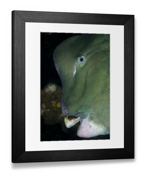 Framed Print : Bumphead Parrotfish (Bolbometopon muricatum) adult, close-up of head, at shipwreck Framed Print : Bumphead Parrotfish (Bolbometopon muricatum) adult, close-up of head, at shipwreck