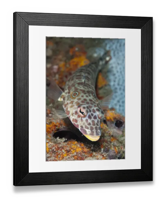 Framed Print : Latticed Sandperch (Parapercis clathrata) adult, swimming in reef, Lembeh Straits, Sulawesi, Sunda Islands, Indonesia Framed Print : Latticed Sandperch (Parapercis clathrata) adult, swimming in reef, Lembeh Straits, Sulawesi, Sunda Islands, Indonesia