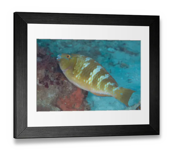 Framed Print : Yellowband Parrotfish (Scarus schlegeli) immature, Batu Lima, Dampier Straits, Raja Ampat Islands (Four Kings) Framed Print : Yellowband Parrotfish (Scarus schlegeli) immature, Batu Lima, Dampier Straits, Raja Ampat Islands (Four Kings)